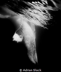 The white way up, adult male humpback whale giving us a o... by Adrian Slack 